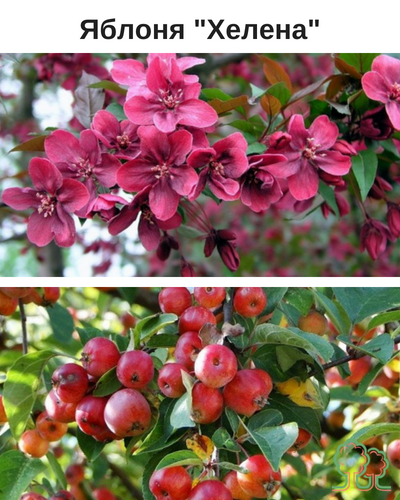 Декоративная яблоня хелена: отзывы о внешнем виде, описание цветения и плодов, их фото | tele4n.net
