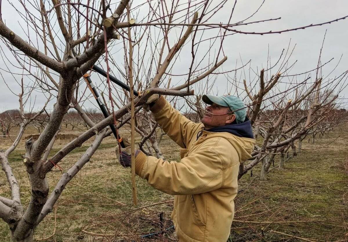 Обрезка плодовых деревьев осенью в 2020 году: сроки, как правильно обрезать