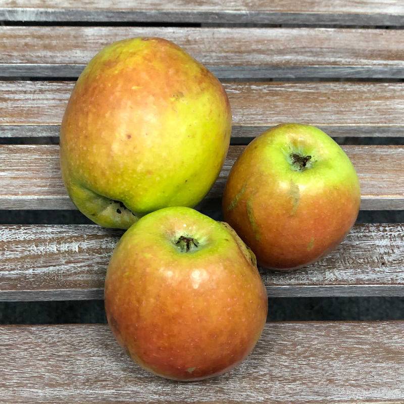 Проверенный временем сорт яблони синап орловский: фото, советы по уходу, характеристика