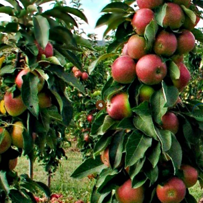 Все о колоновидных яблонях: урожайность, корневая система, срок жизни, нужна ли пара | tele4n.net