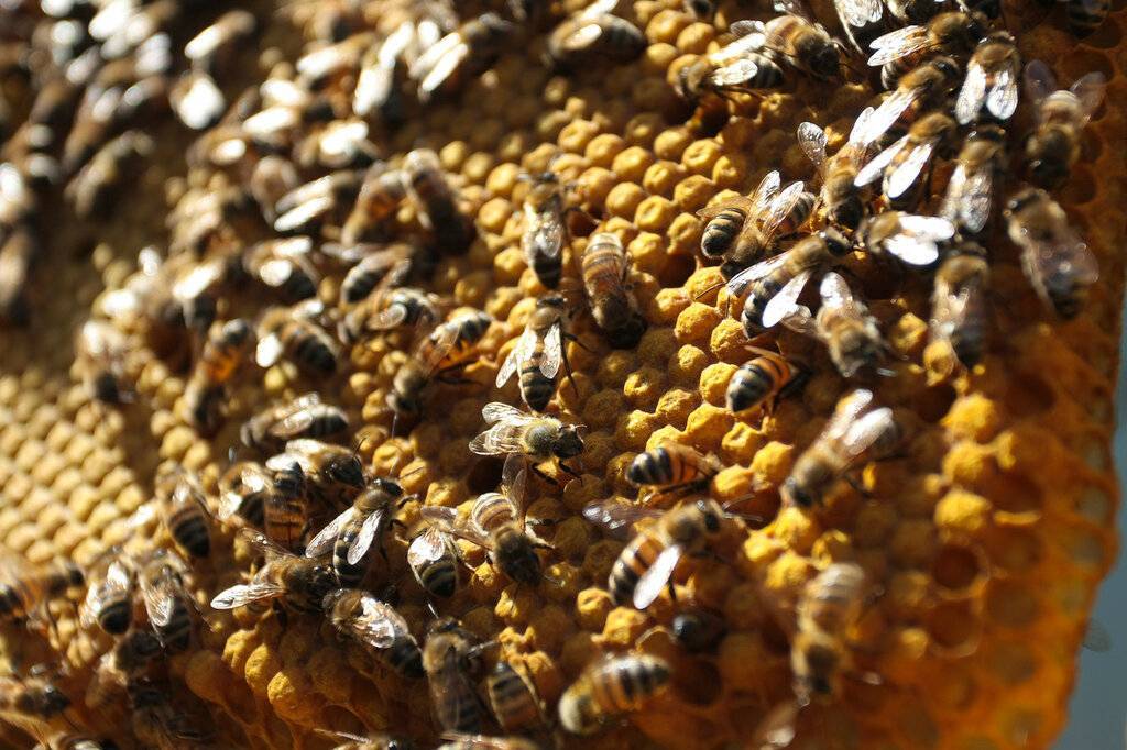 Как принимать пергу пчелиную: правила и дозировки для детей и взрослых - здоровье
 - 18 января
 - 43804326349 - медиаплатформа миртесен