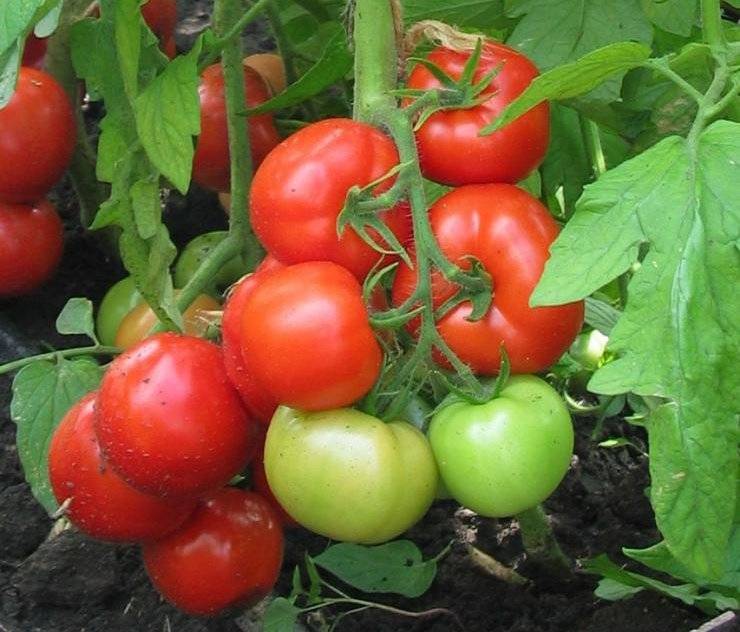Семена томат тимофей f1: описание сорта, фото. купить с доставкой или почтой россии.