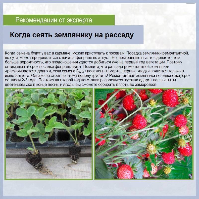 Клубника «мурано»‎: описание и характеристики сорта, уход и выращивание