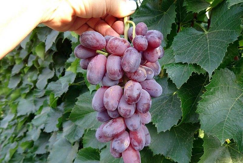Виноград байконур: подробное описание сорта, фото, выращивание