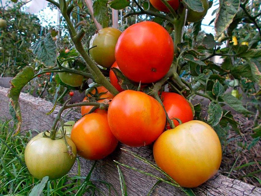 Суперскороспелый томат для открытого грунта бони мм