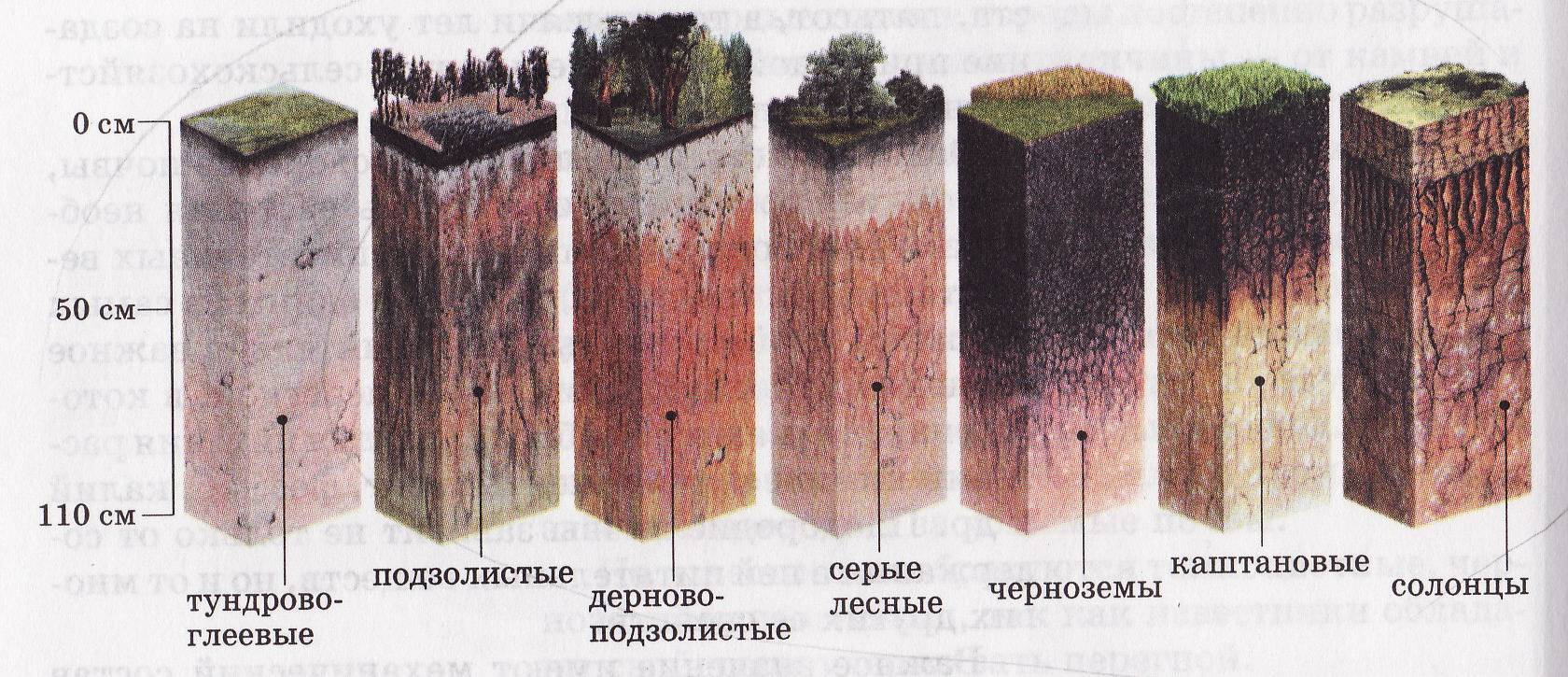 Какую толщину может достигать почва. Дерново-подзолистая, серая Лесная, чернозем почвенные горизонты. Подзолистая почва профиль почвы. Пахотные дерново-подзолистые почвы профиль. Почвенный профиль подзолистых почв.
