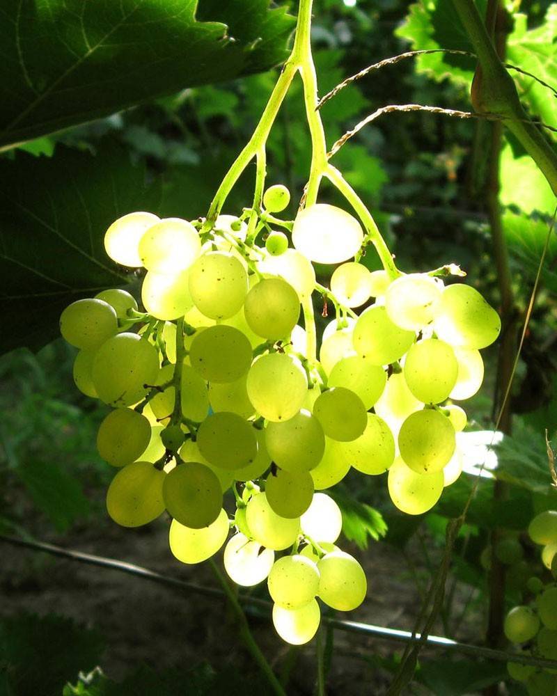 Виноград «русбол» (кишмиш «мираж»): описание сорта, фото, отзывы