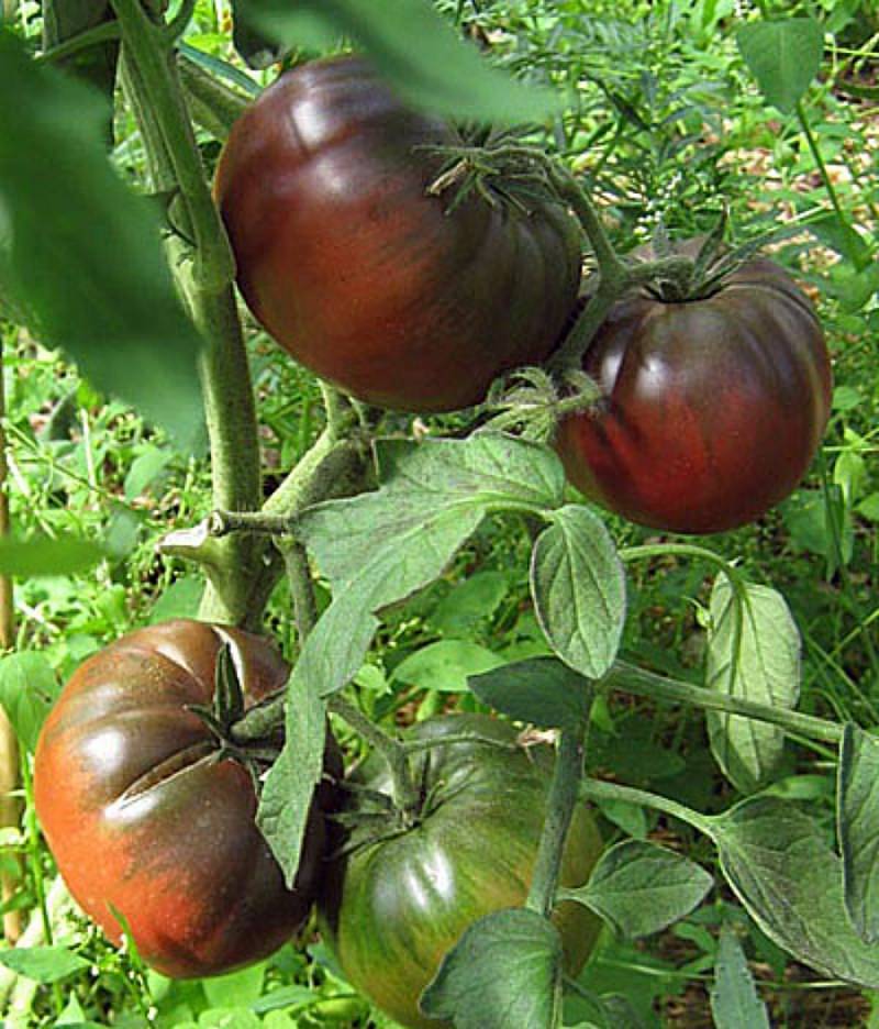Негритенок: описание сорта томата, характеристики помидоров, посев