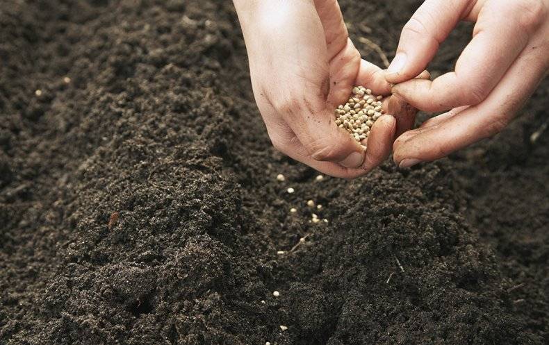 Как и когда сеять кориандр под зиму: выращивание кинзы в открытом грунте