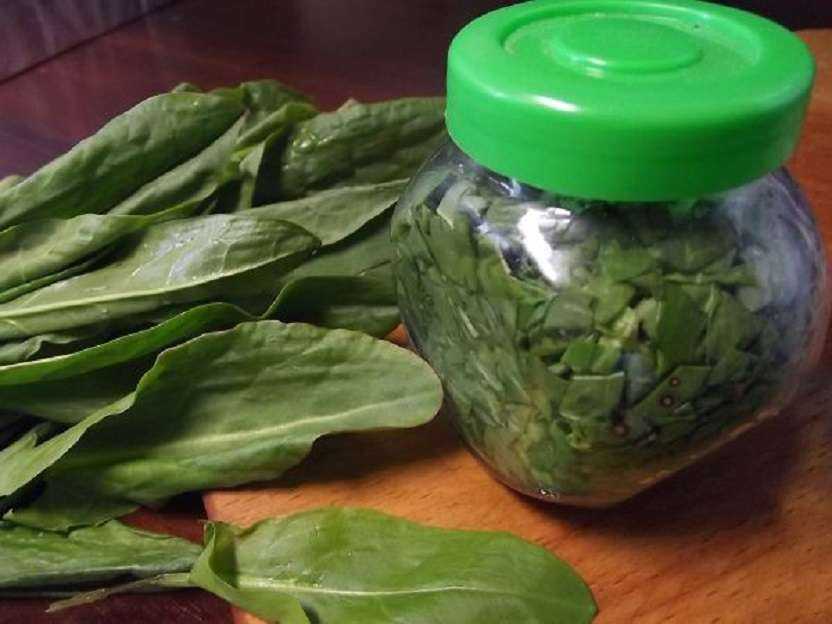 Заготовка шпината на зиму: заморозка и другие рецепты приготовления в домашних условиях