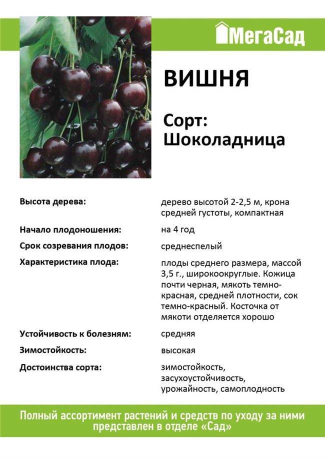 Подробное описание вишни сорта харитоновская: характеристики, фото, отзывы