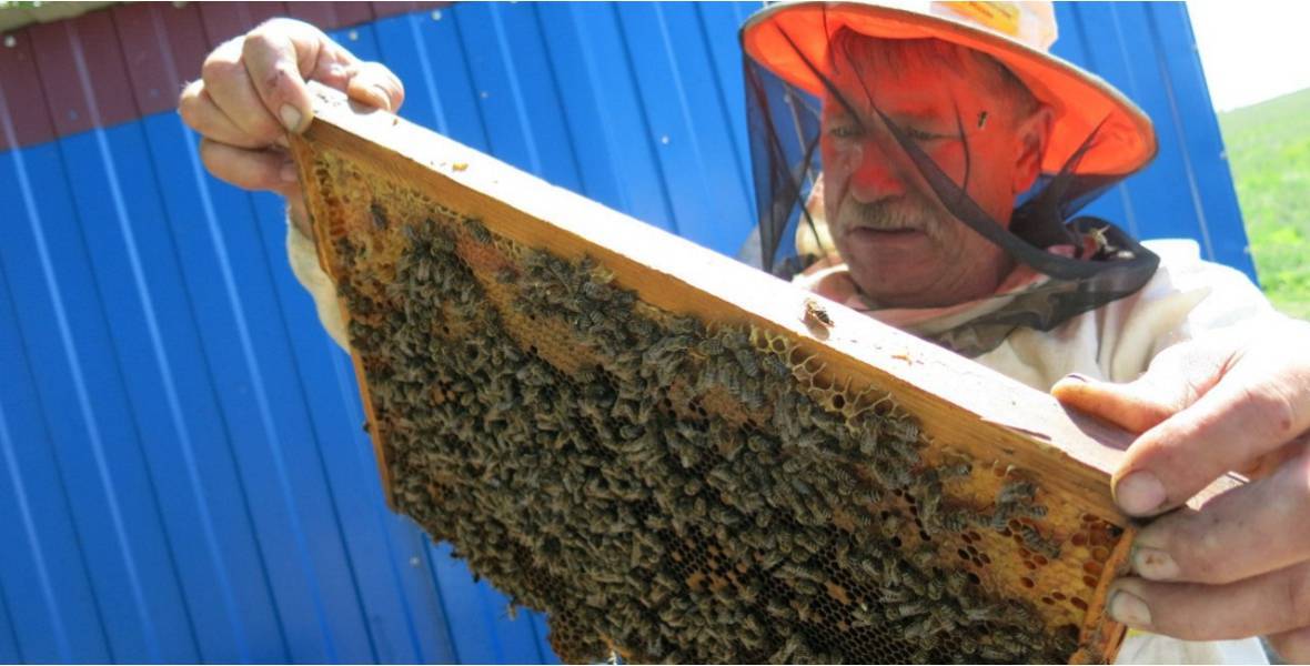 Пчеловодство как бизнес с чего начать как преуспеть