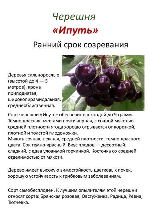 Вишня тургеневка - описание сорта, выращивание, отзывы с фото