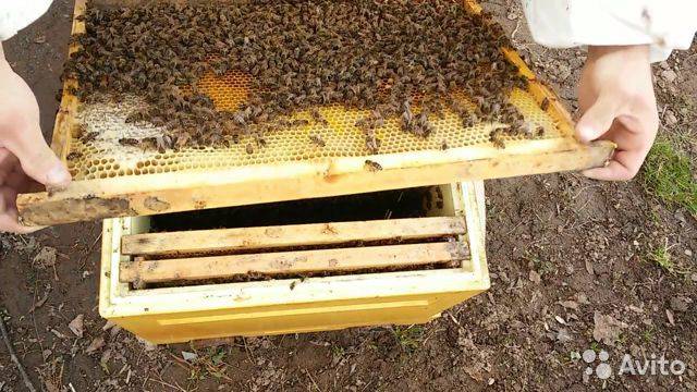 Улей фаррара: как сделать своими руками,содержание пчел и их особенности