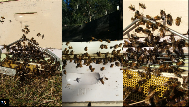 2.7.6. процесс спаривания пчелиной матки с трутнем - bee-keeper.ru