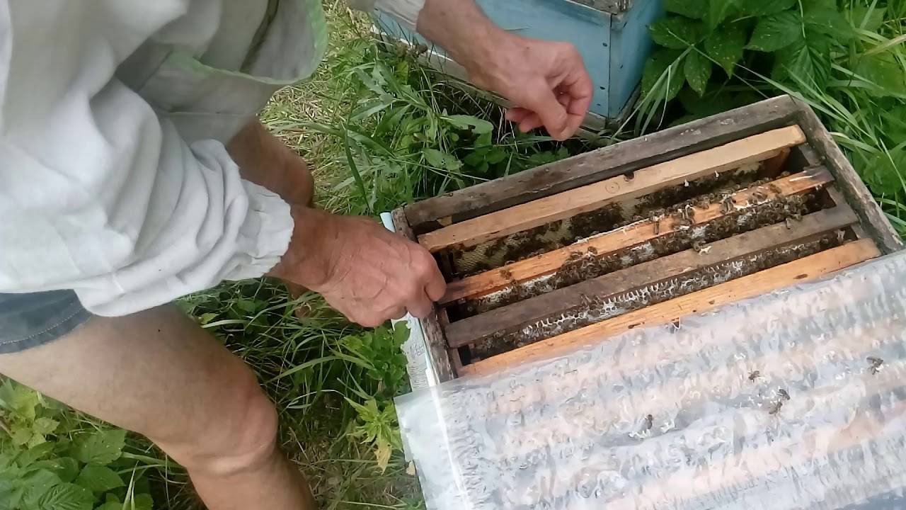 Методы замены маток в пчелосемье