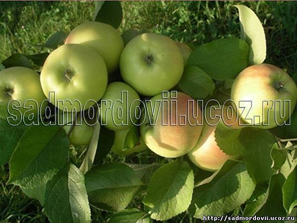 Зимостойкая яблоня успенское: описание, фото