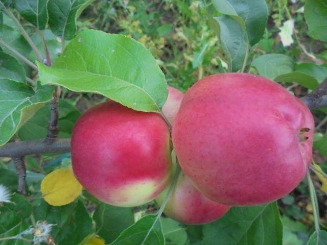 Календарь ухода за яблоней по месяцам. фото — ботаничка.ru