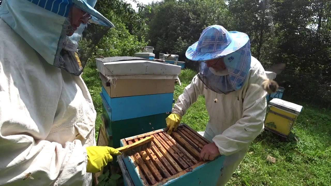 Подготовка, использование главного взятка пчел