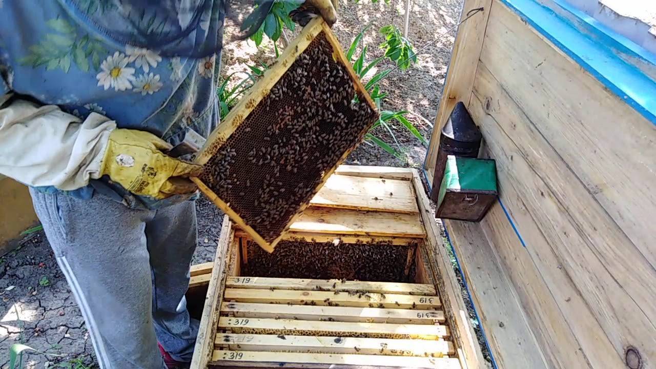 Ловля бродячих, диких и своих роев: как правильно поставить ловушки для пчел