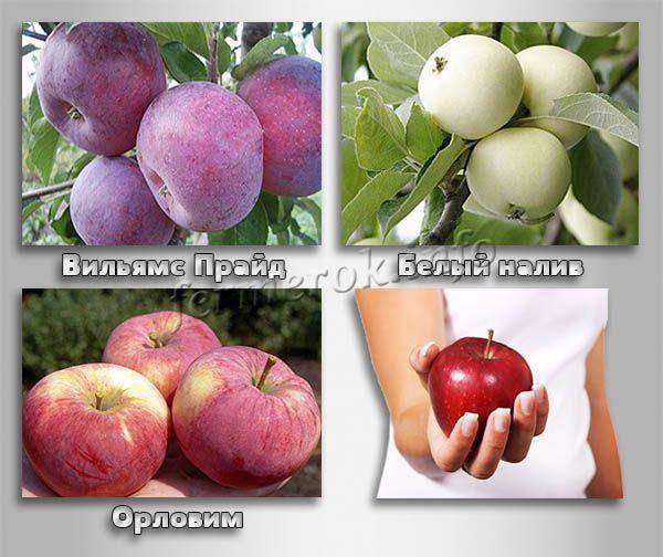 Сорт яблони макинтош – описание, фото