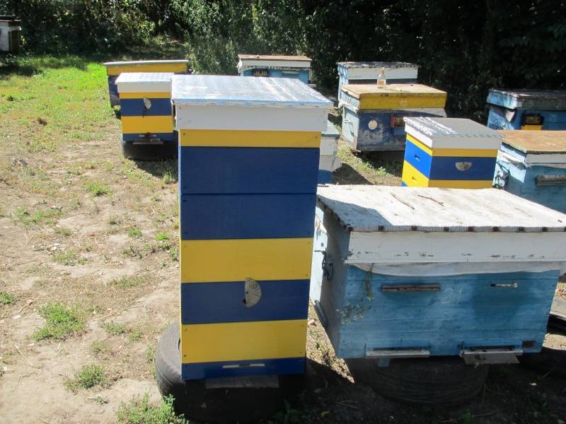 Покраска пчелиных ульев: особенности, рекомендации и фото - сад и ферма