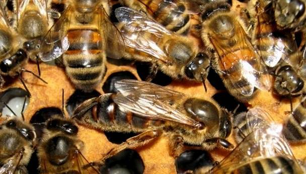 Украинская степная порода пчел: характеристика и описание