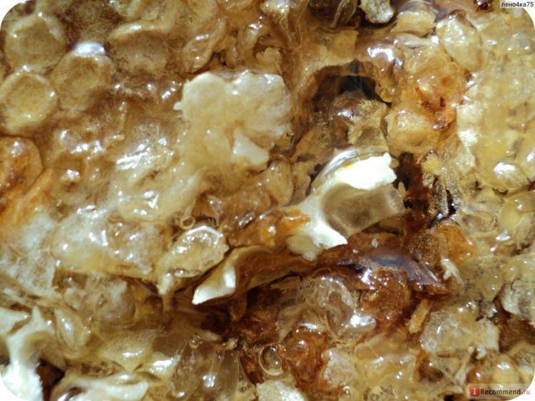 Пчелиный забрус — лечебные свойства и противопоказания