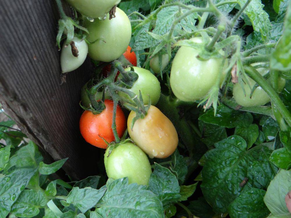 Лель: описание сорта томата, характеристики помидоров, выращивание