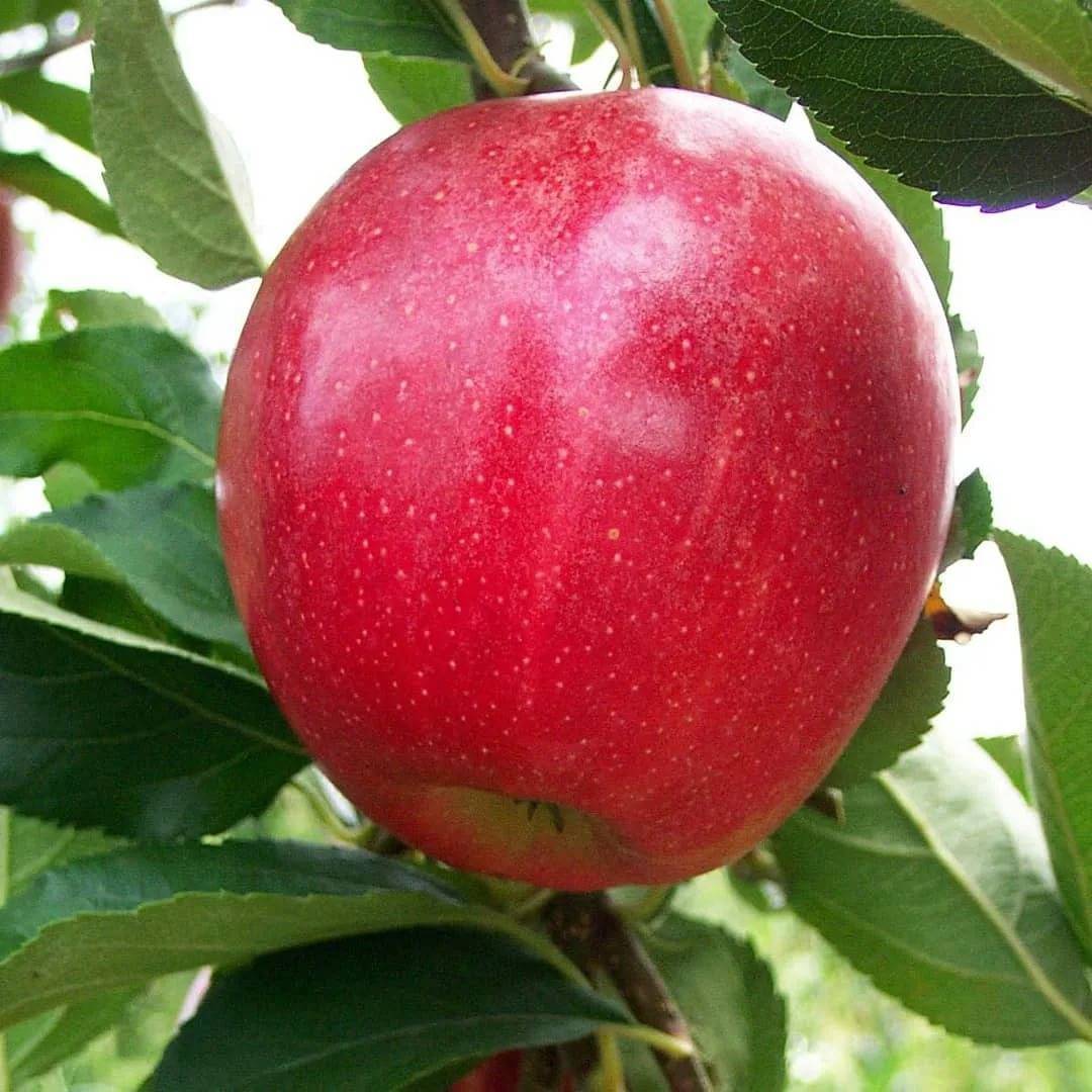 Яблоня "гала": описание сорта, фото, отзывы
