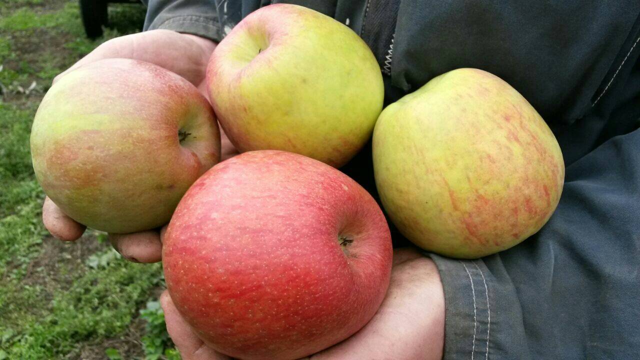 Опылители для яблони лигол