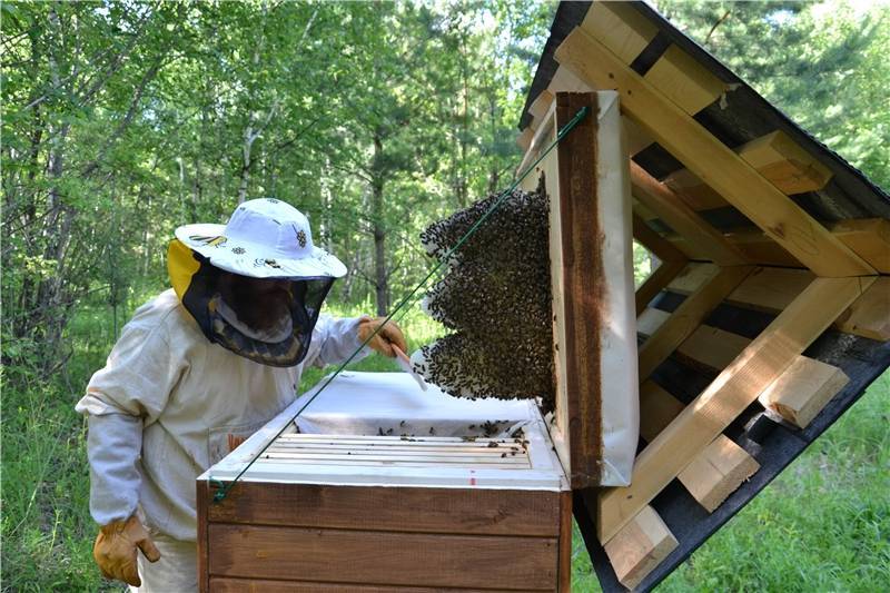 Воровство пчел: что делать при пчелином нападе, защита от воровок, видео