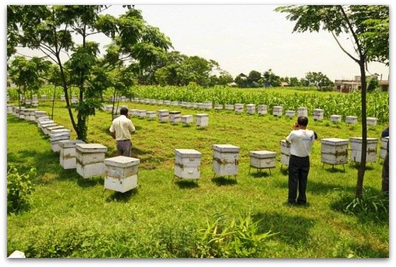 Пчеловодство с нуля: как открыть свою пасеку в 2021 году