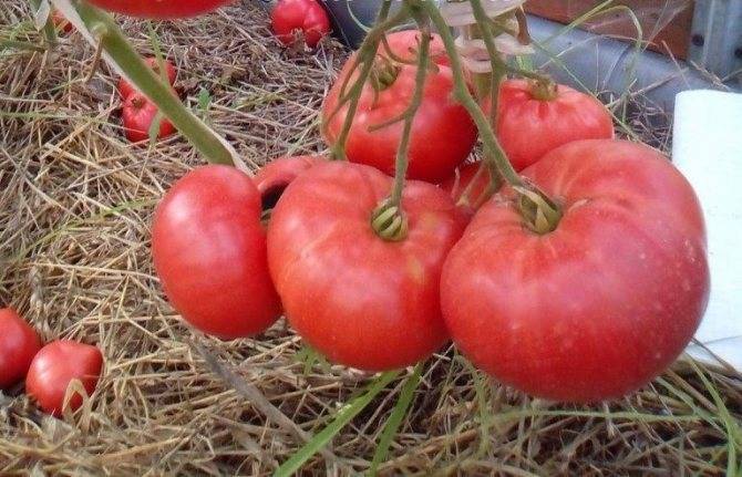 Томат розовоплодный румянец: характеристики, описание, отзывы огородников