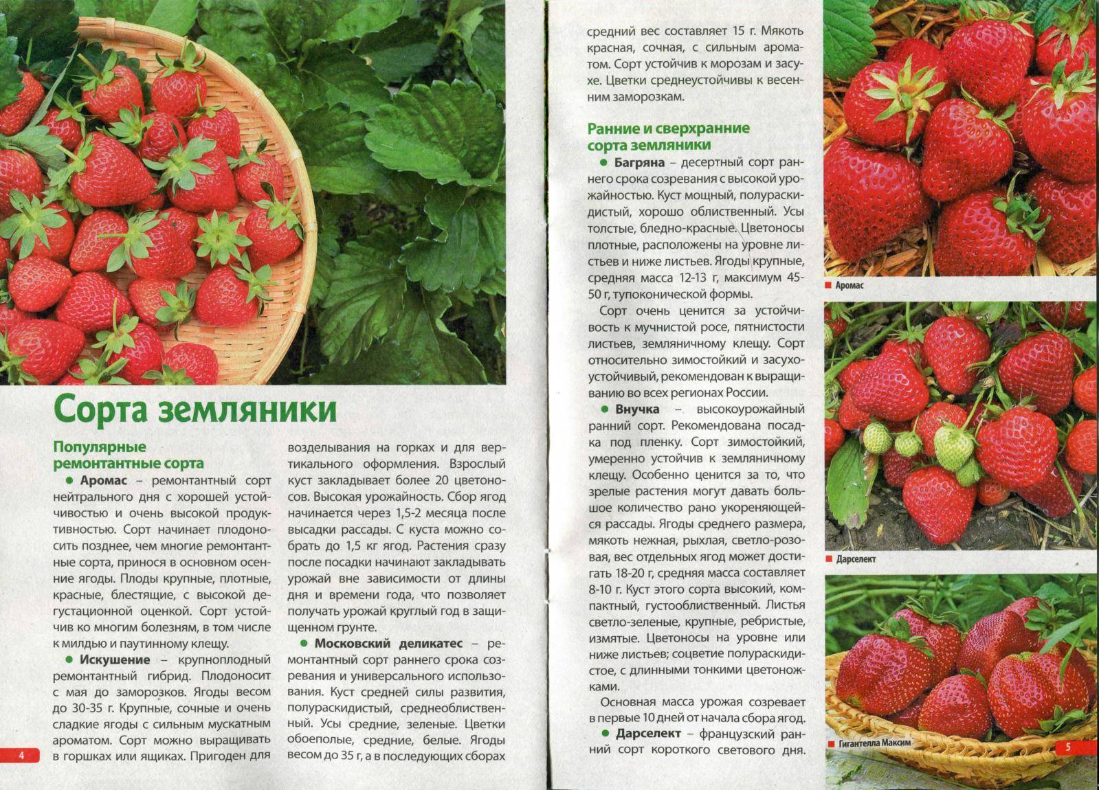 Клубника маршал: описание сорта, фото ягод, отзывы садоводов