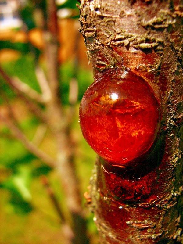 Монилиальный ожог вишни, лечение: 5 лучших препаратов