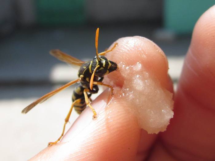 Отличия осы от пчелы и шмеля, чем отличается их жало и укус