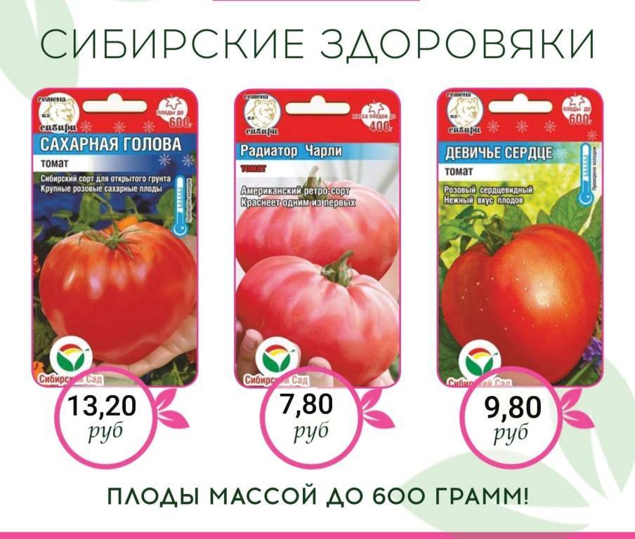 Характеристика и описание сорта томата Бердский крупный, выращивание и уход