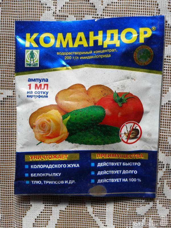 Способы борьбы с колорадским жуком - мужик в доме.ру
