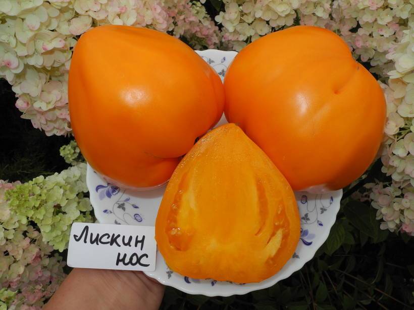 Томат оранжевое сердце (лискин нос): характеристика и описание сорта, урожайность с фото