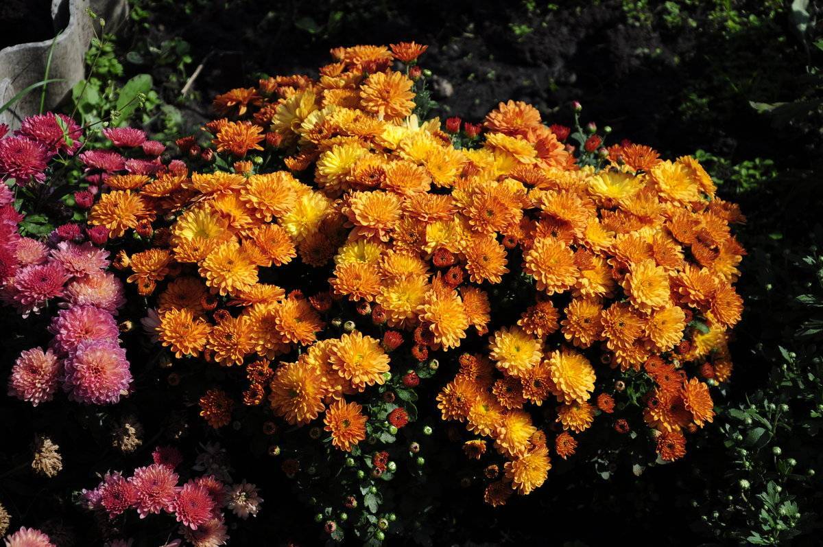 Хризантемы — посадка и уход в открытом грунте. как вырастить хризантему, уход за цветами. когда сажать хризантемы в открытый грунт?
