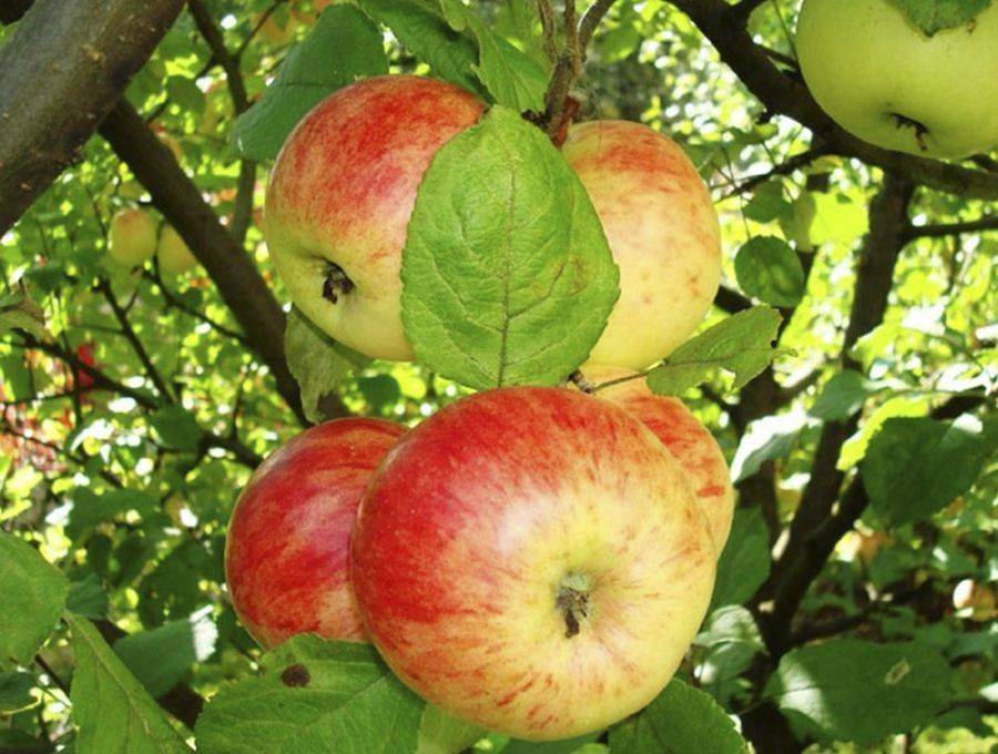 Осенние сорта яблонь для подмосковья: лучшие поздние яблони