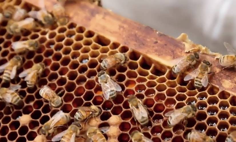 Пчеловодство как бизнес: пасека бизнес-план | idealistworld