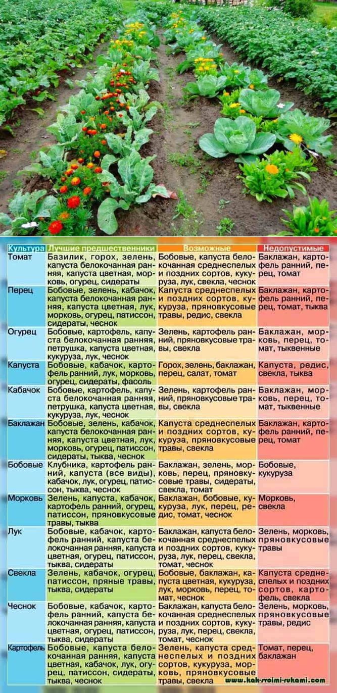 Какие овощные культуры сажать после горчицы