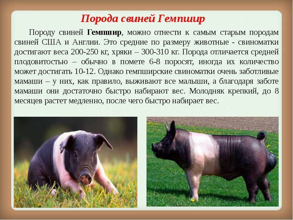Популярные породы свиней: названия с описанием и фото