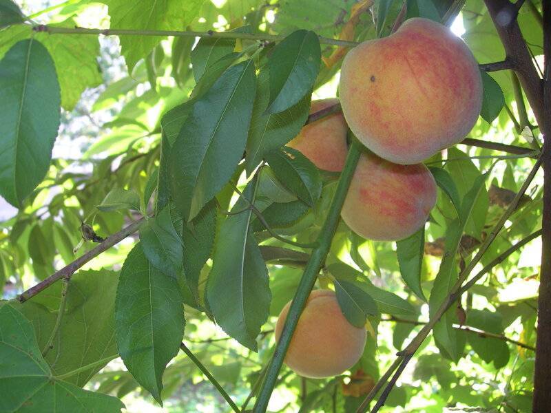 Персик посадка и уход в средней полосе. особенности выращивания персиков в средней полосе | зелёный сад