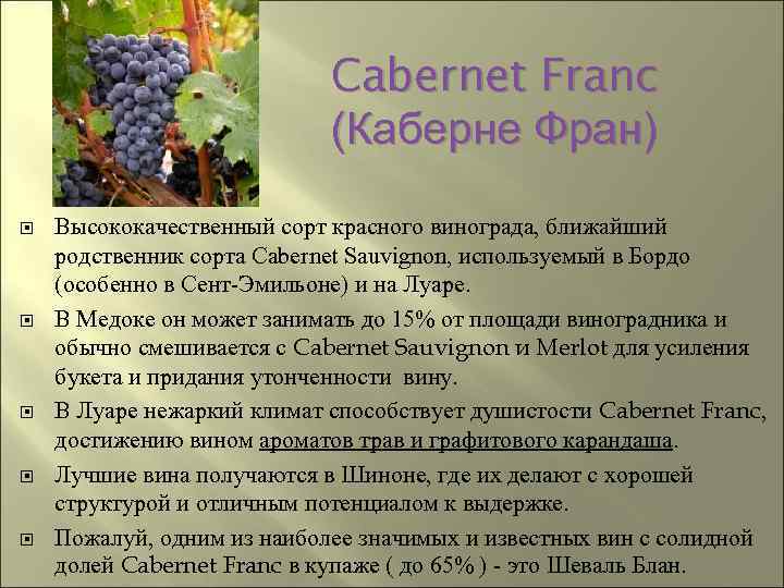 Виноград дарья (дашуня): описание сорта, фото, отзывы