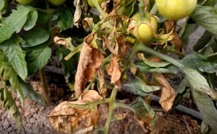 Защита томатов от фузариоза – соляризация почвы и удобрение по листу!