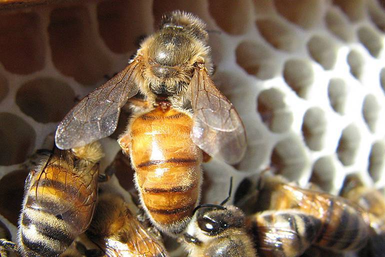 Вывод пчелиных маток, пчелиная матка — этапы развития по дням