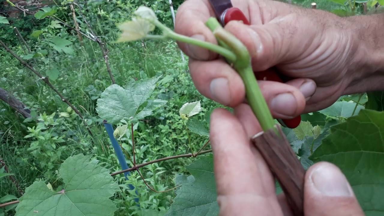 Прививка винограда на старый куст весной сроки и как прививать